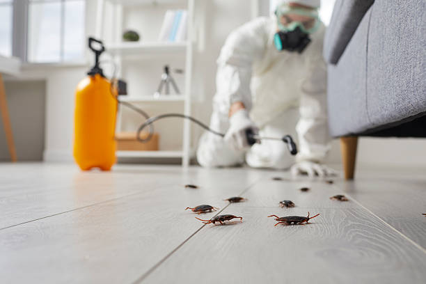Commercial Kitchen Cockroach Control in Gulf Hills